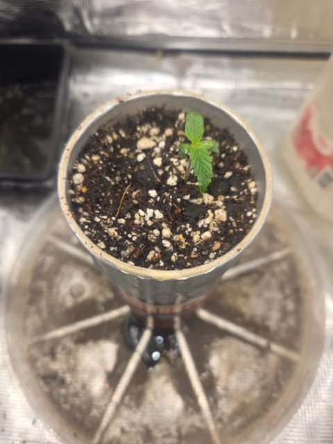 Experiment Time — seedling_rooting, day 10
