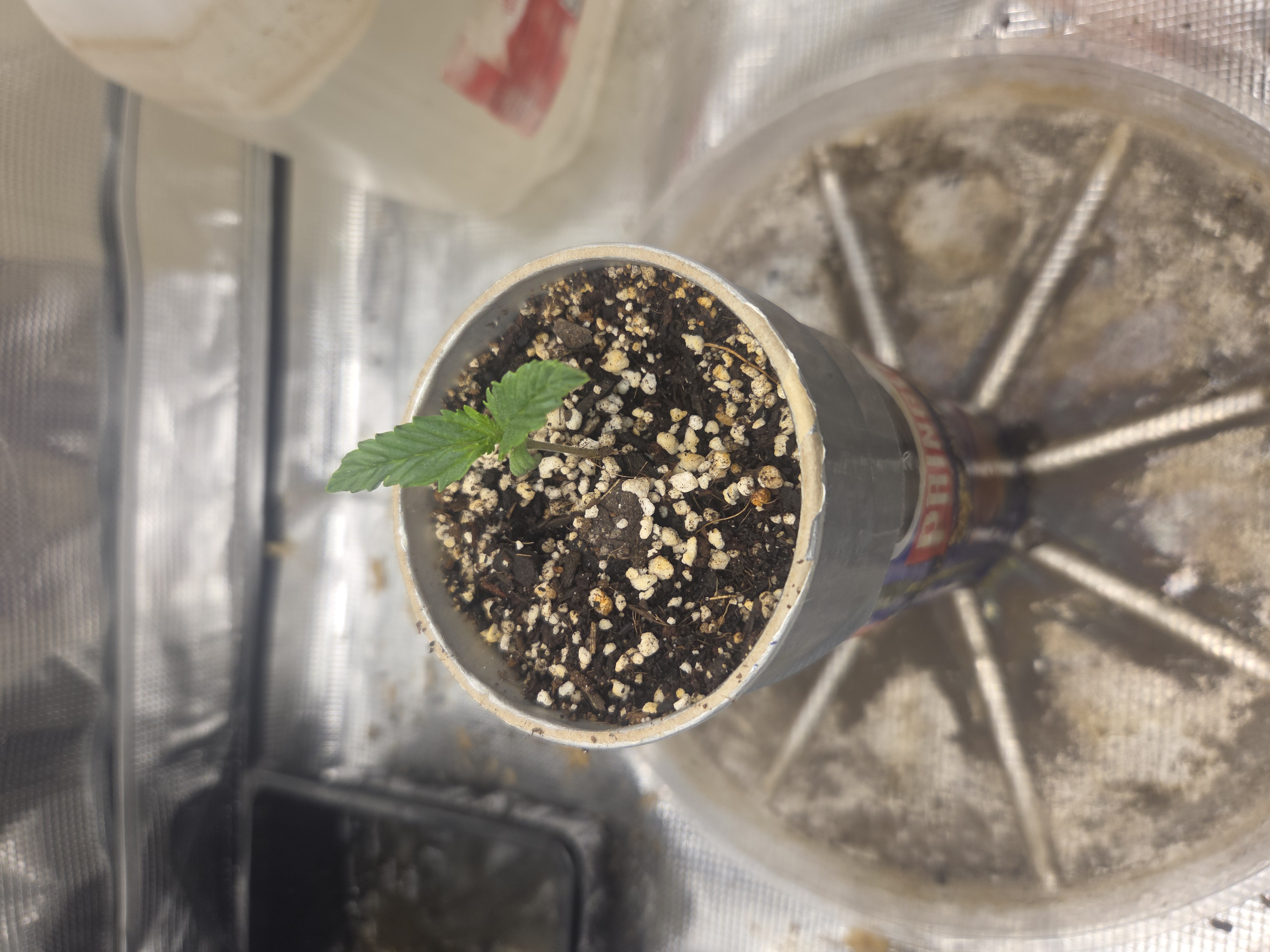 Experiment Time — seedling_rooting, day 11
