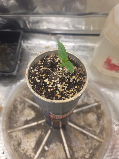 Experiment Time — seedling_rooting, day 11