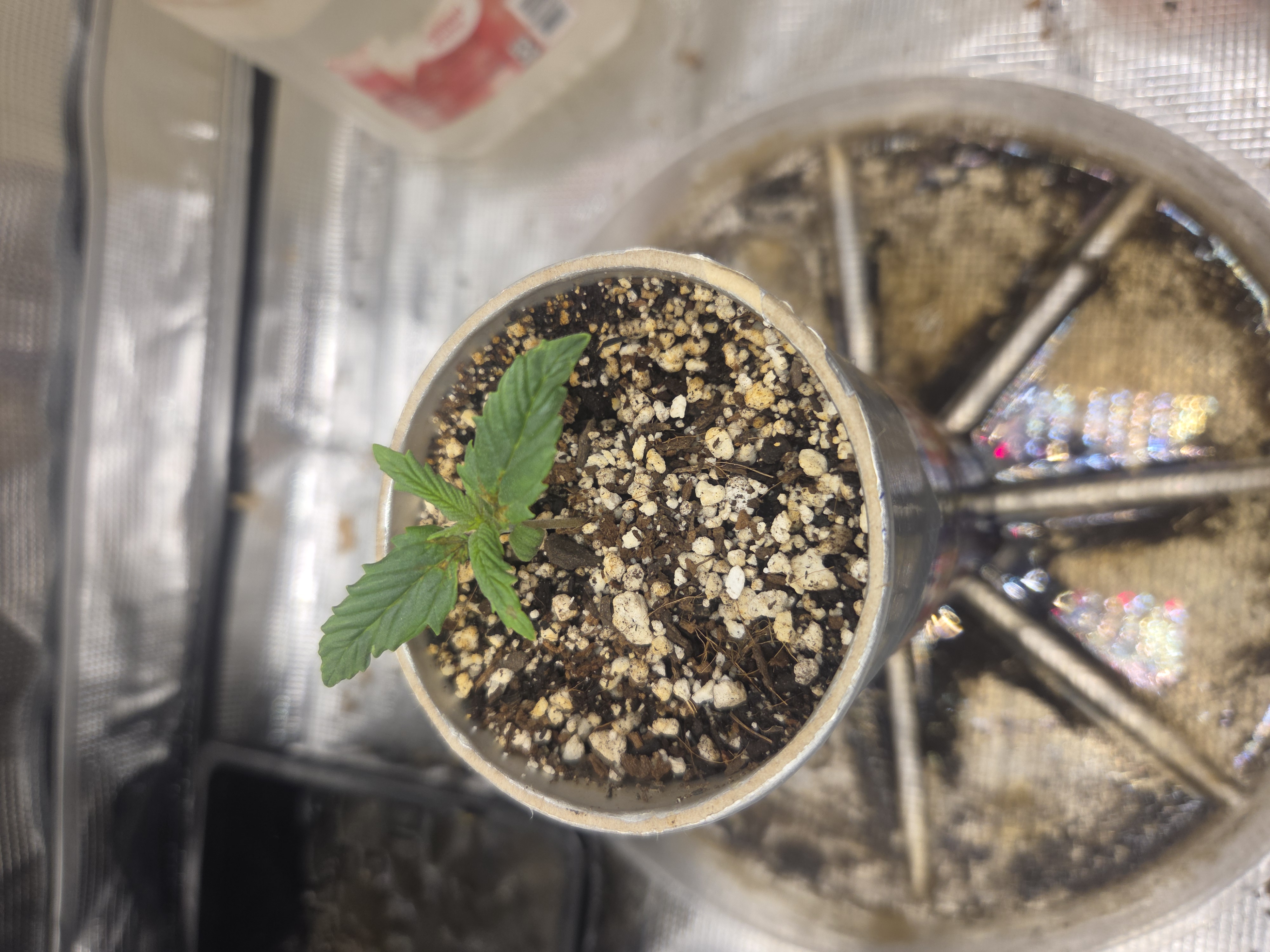 Experiment Time — vegetative, day 13