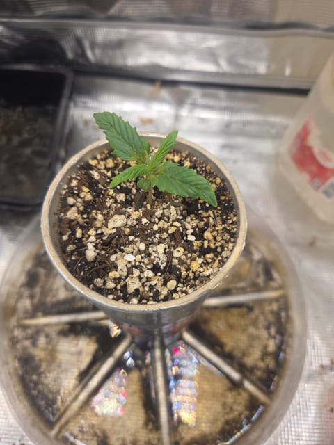 Experiment Time — vegetative, day 13