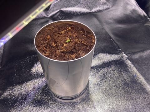 first time  — none, day 1