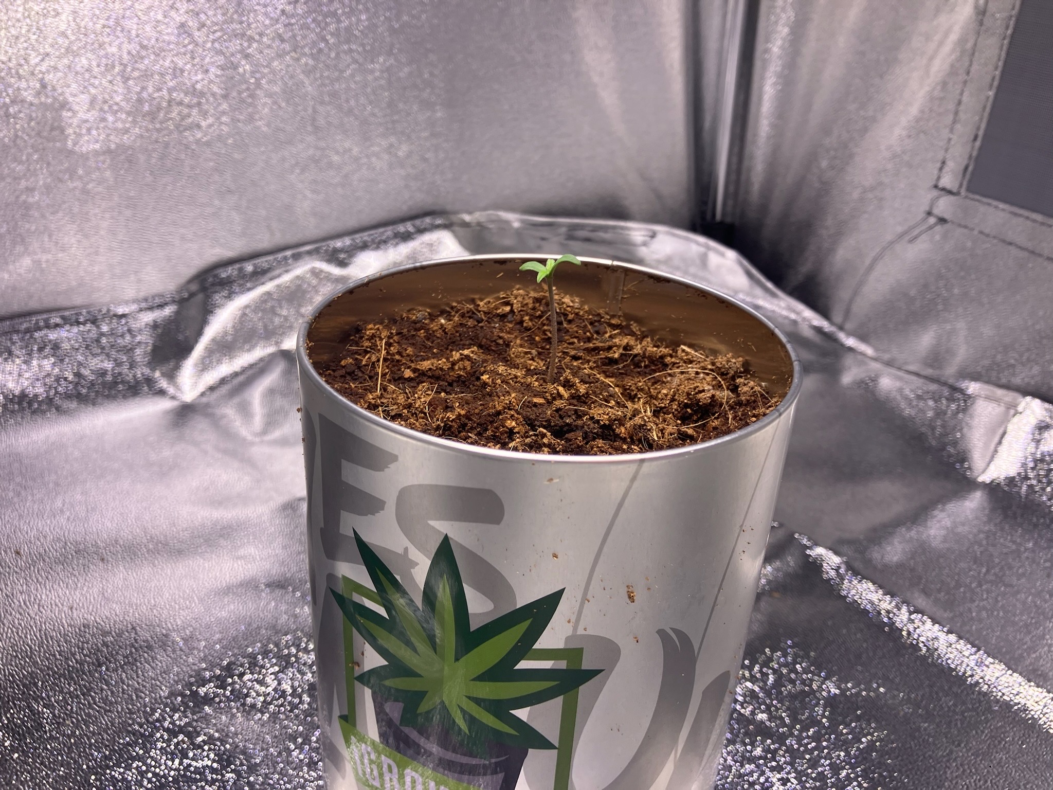 first time  — none, day 3