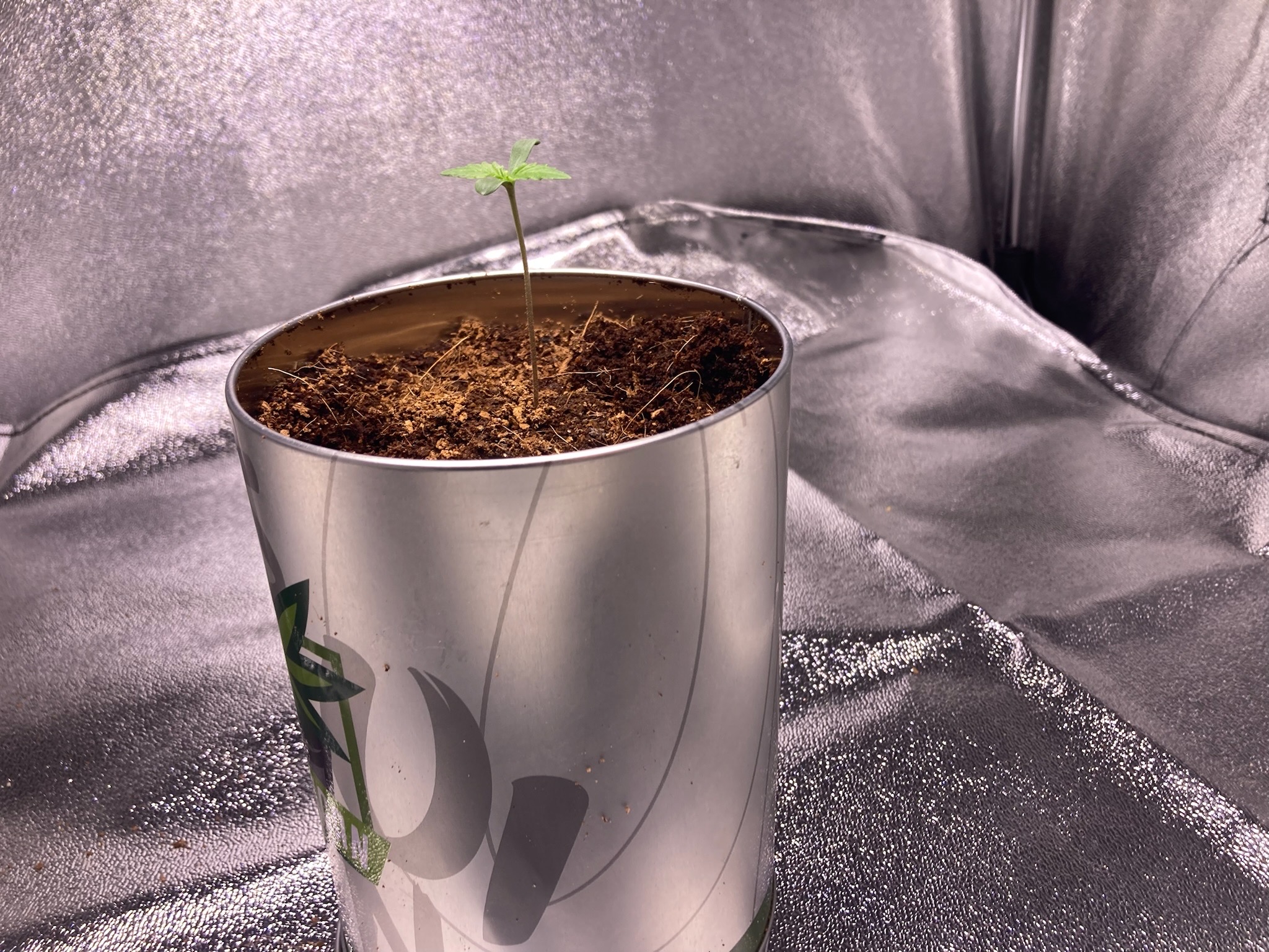 first time  — none, day 4