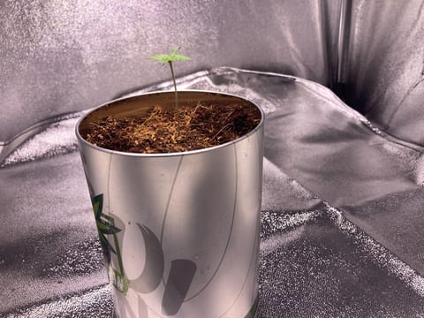 first time  — none, day 4
