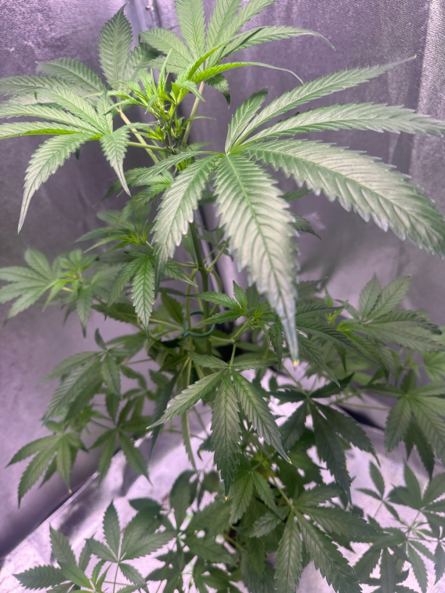 first time  — auto, day 54