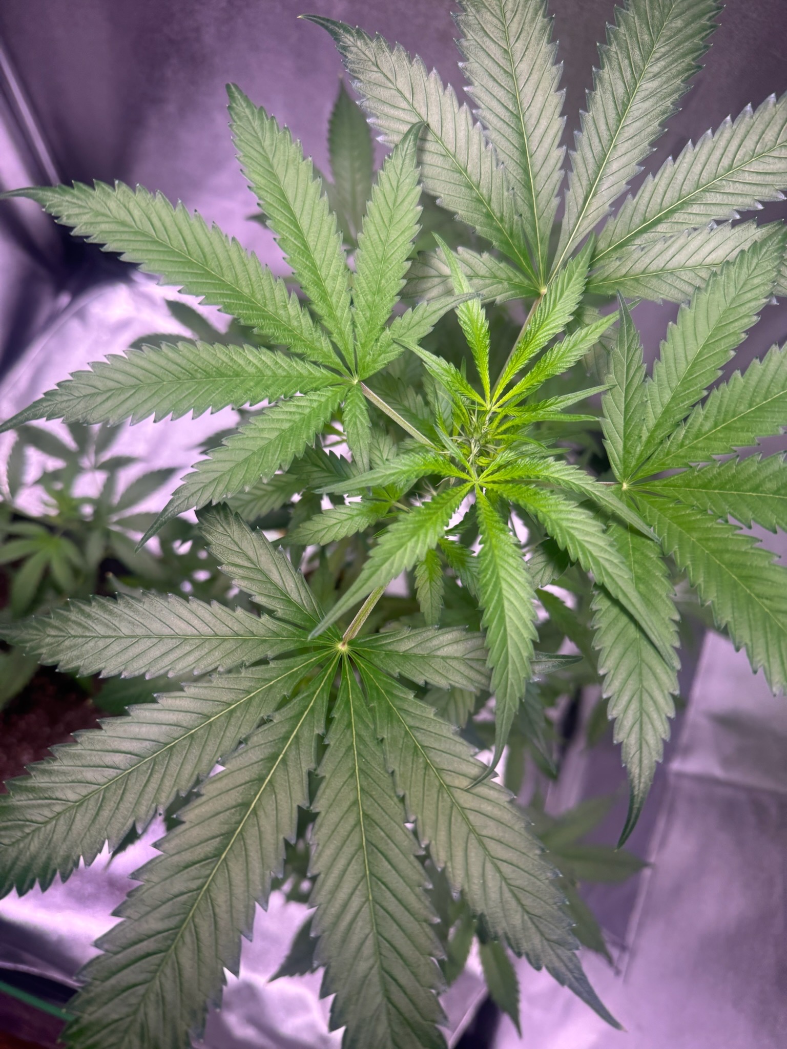 first time  — auto, day 54