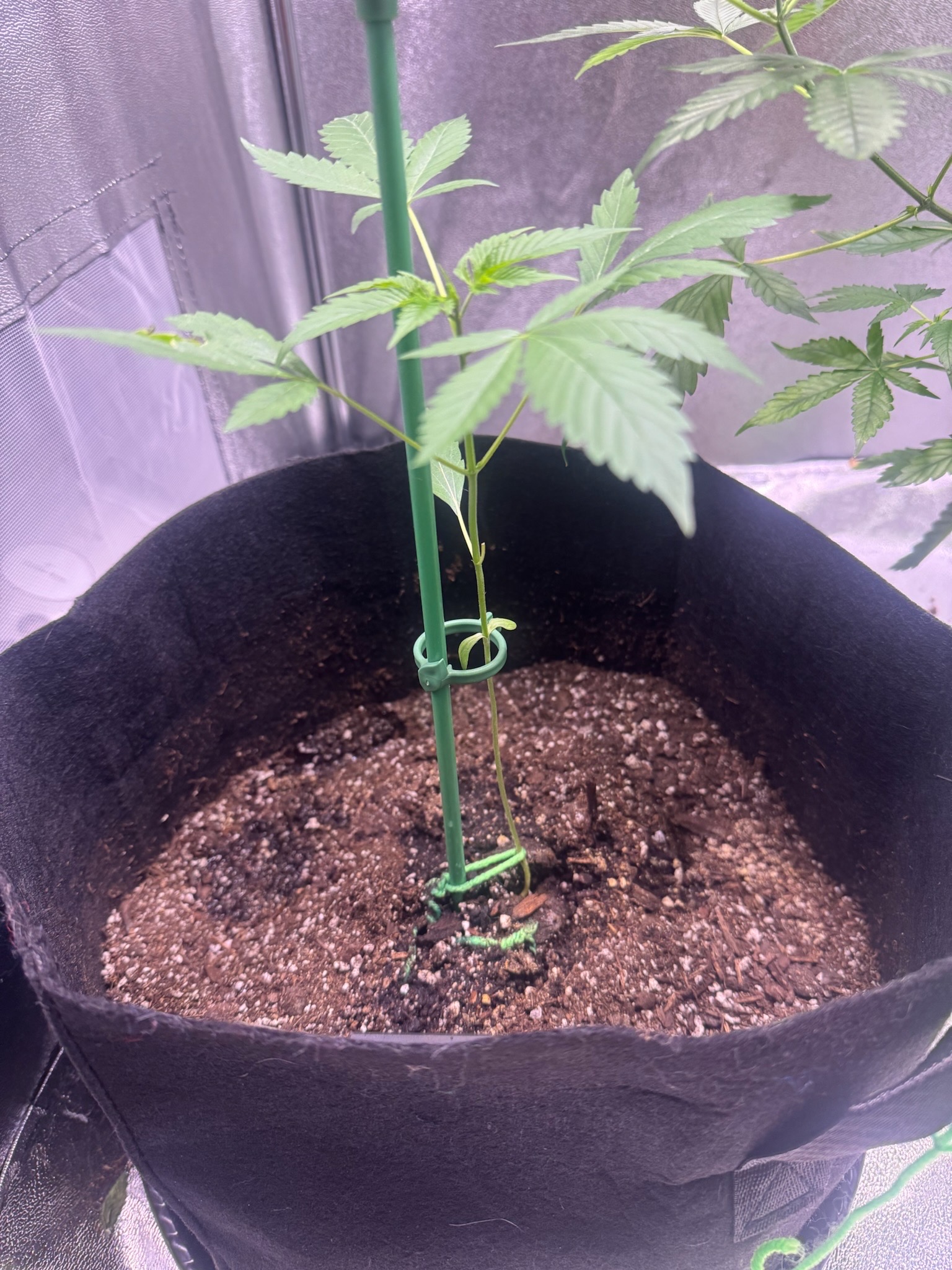 first time  — auto, day 54