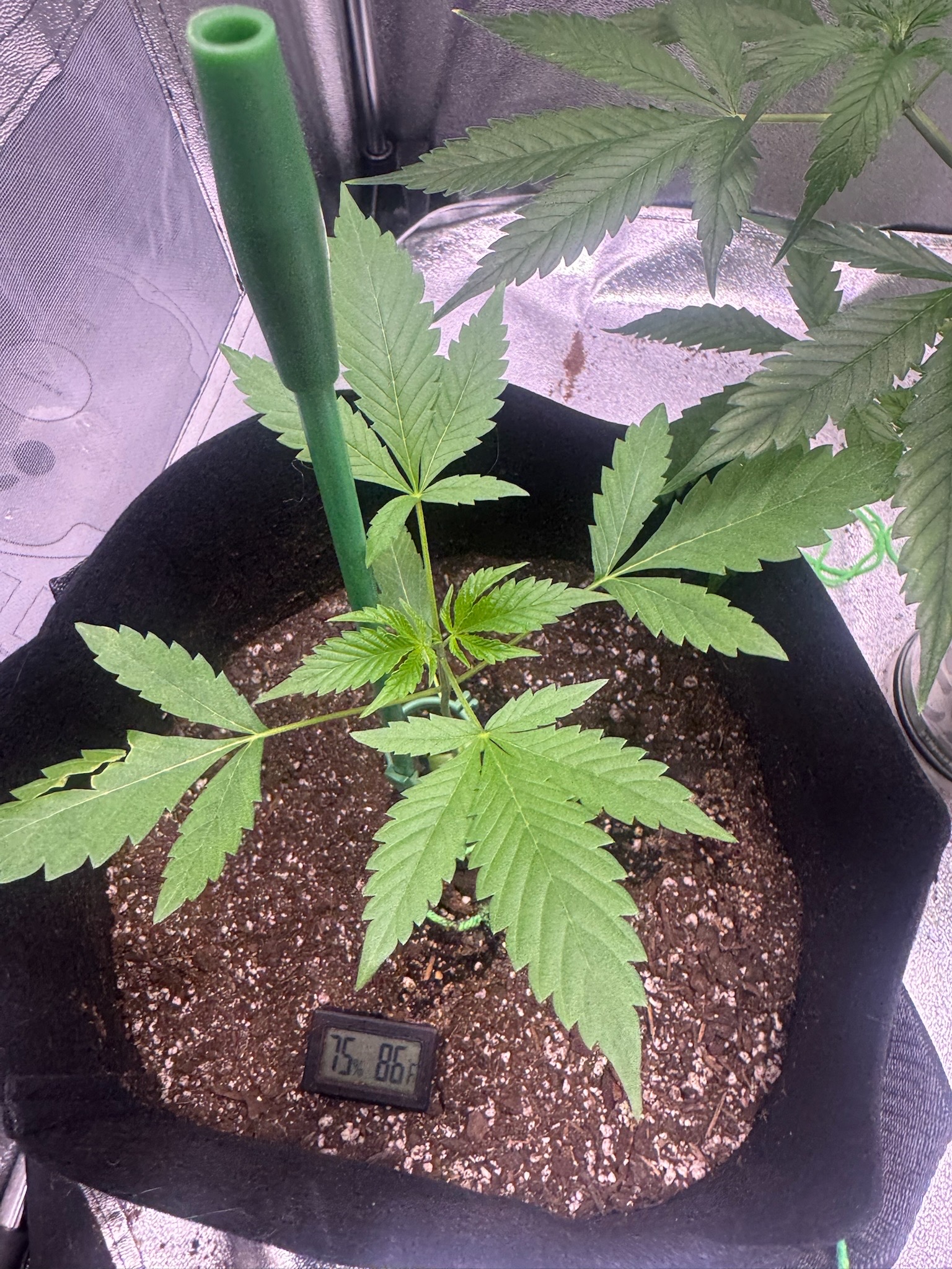 first time  — none, day 53