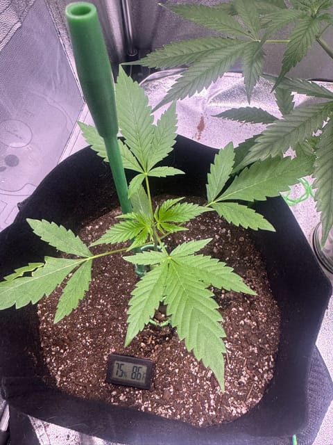 first time  — none, day 53