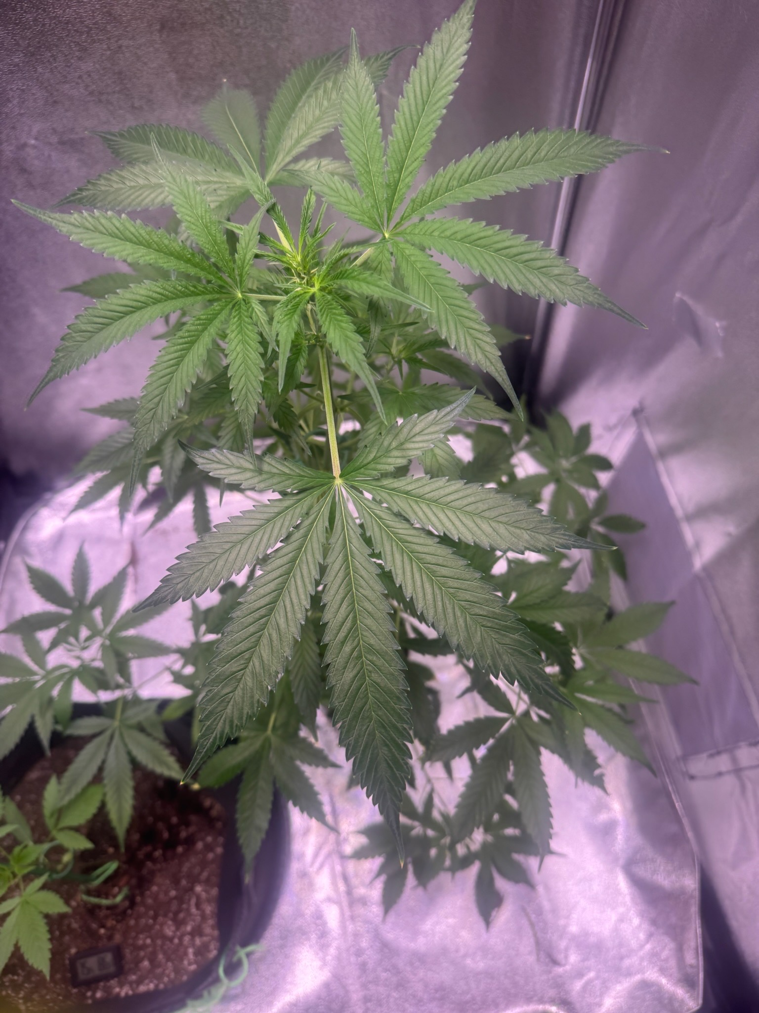 first time  — none, day 53