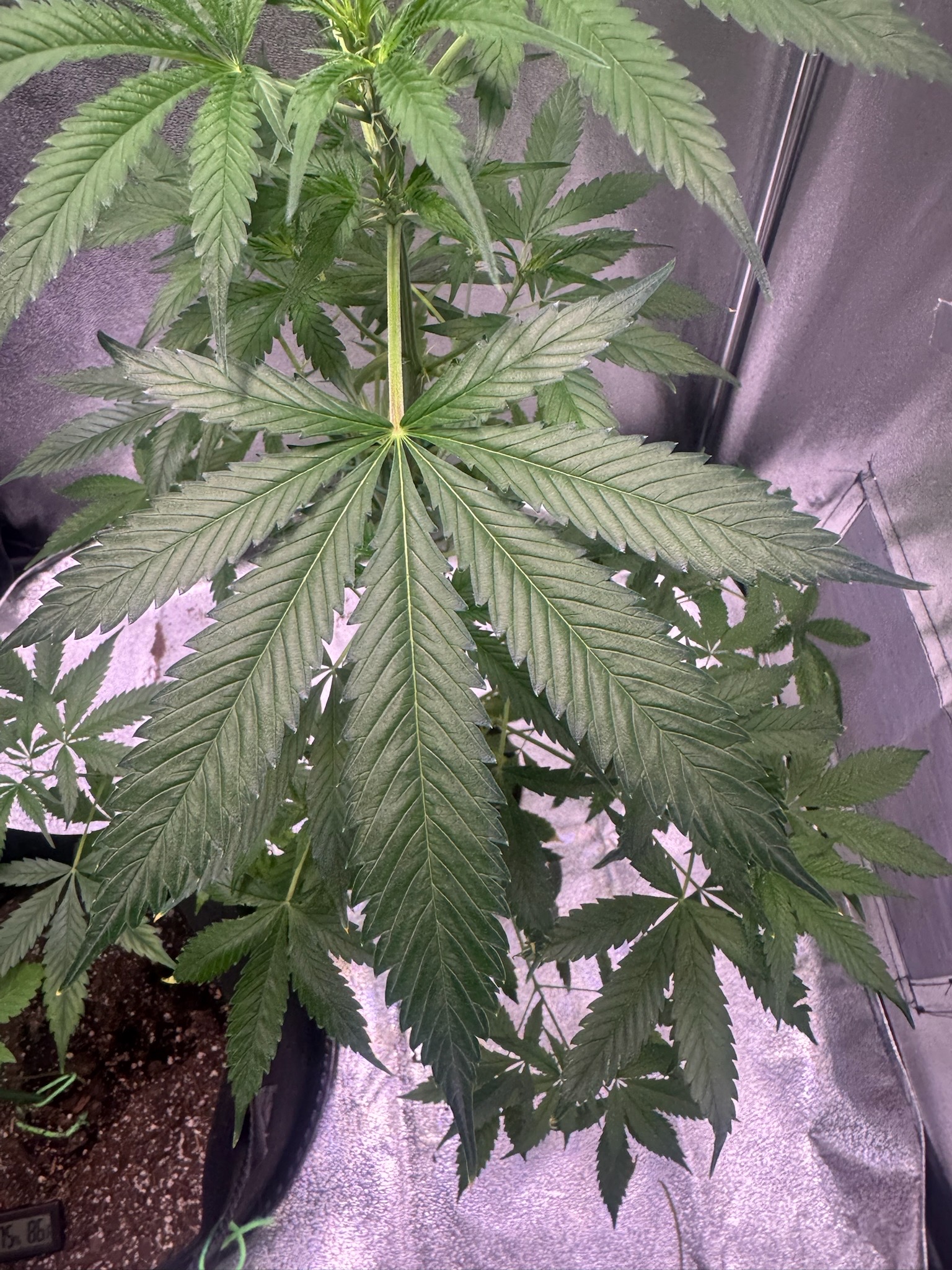 first time  — none, day 53