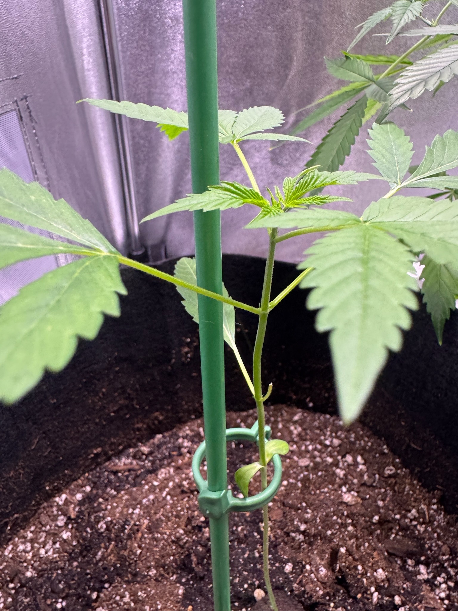 first time  — none, day 51