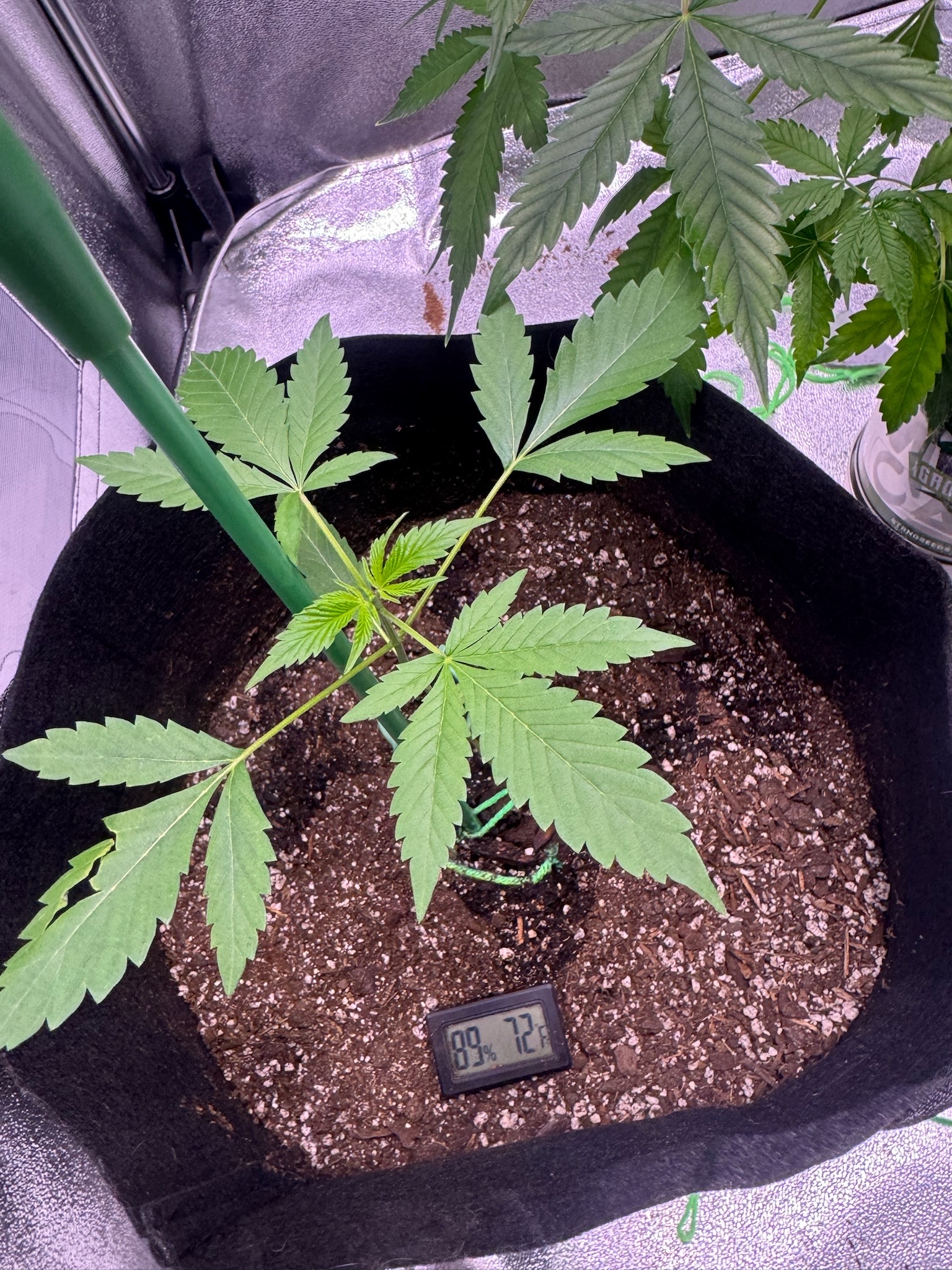 first time  — none, day 51