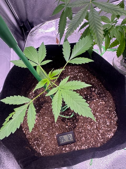 first time  — none, day 51