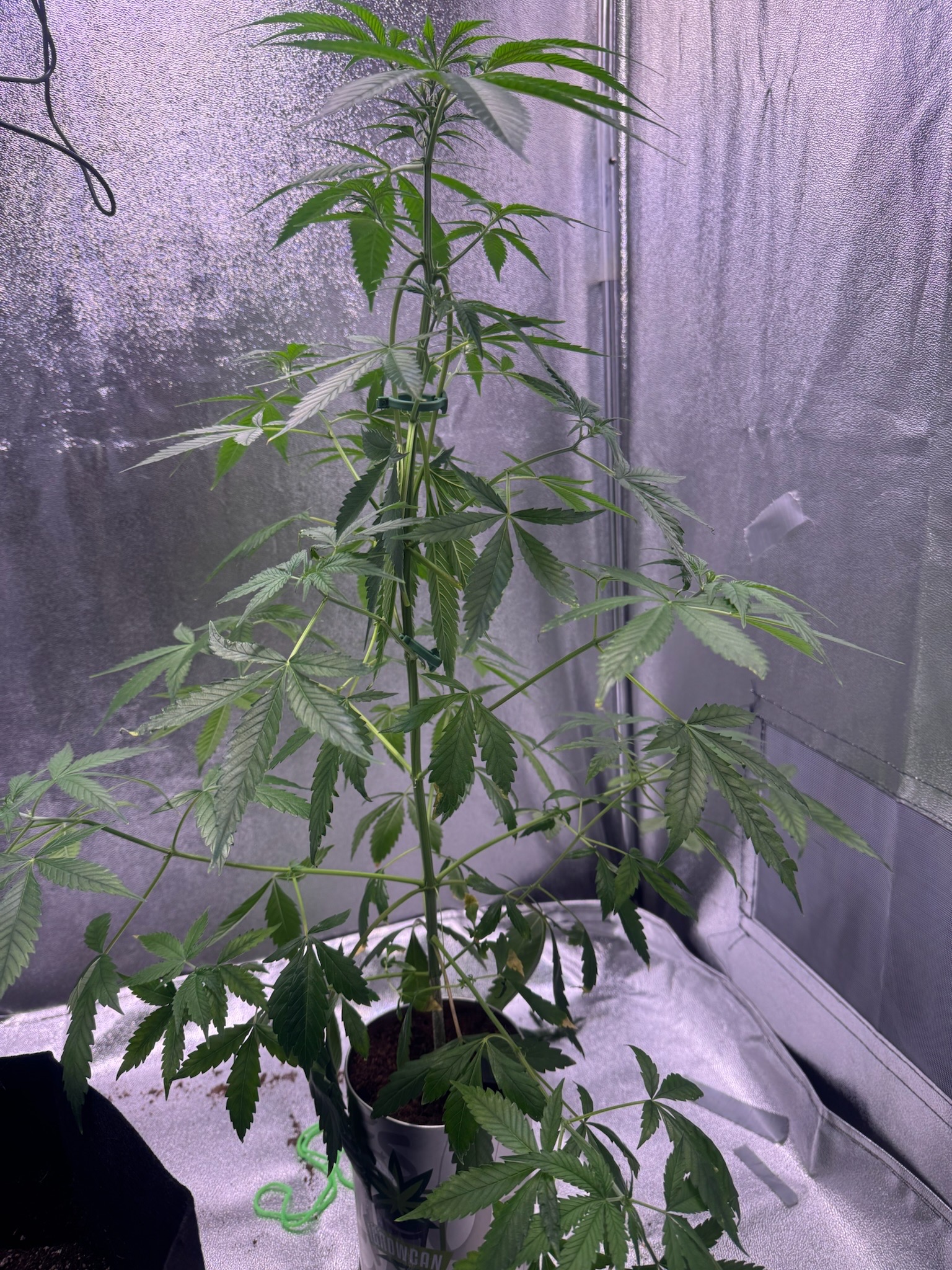 first time  — none, day 51