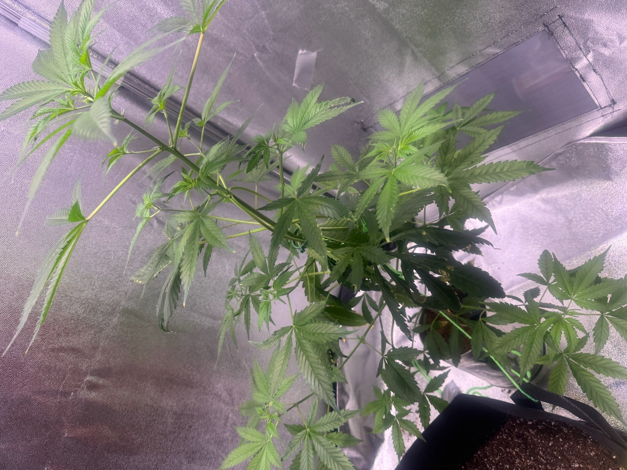 first time  — none, day 48