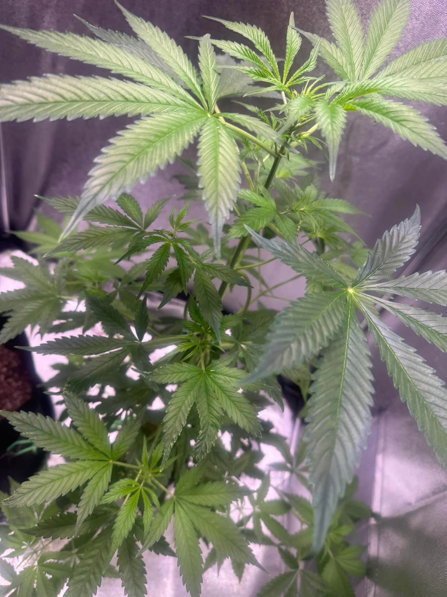 first time  — none, day 48