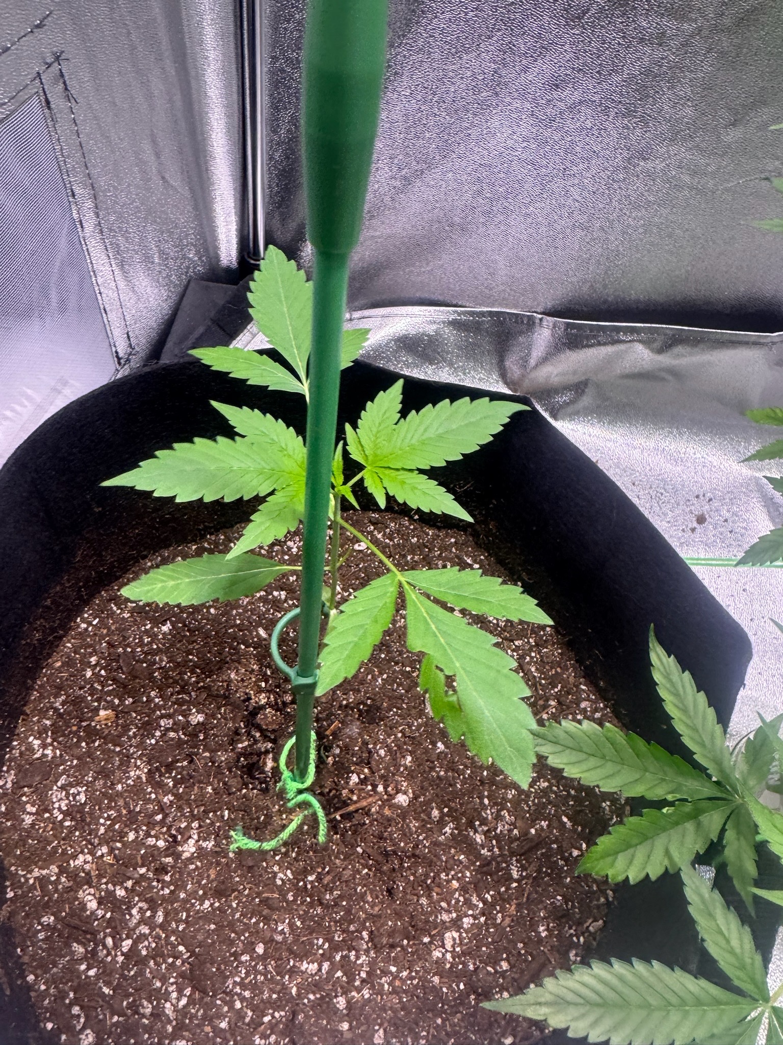 first time  — none, day 48