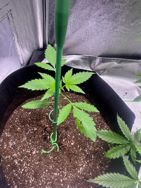 first time  — none, day 48