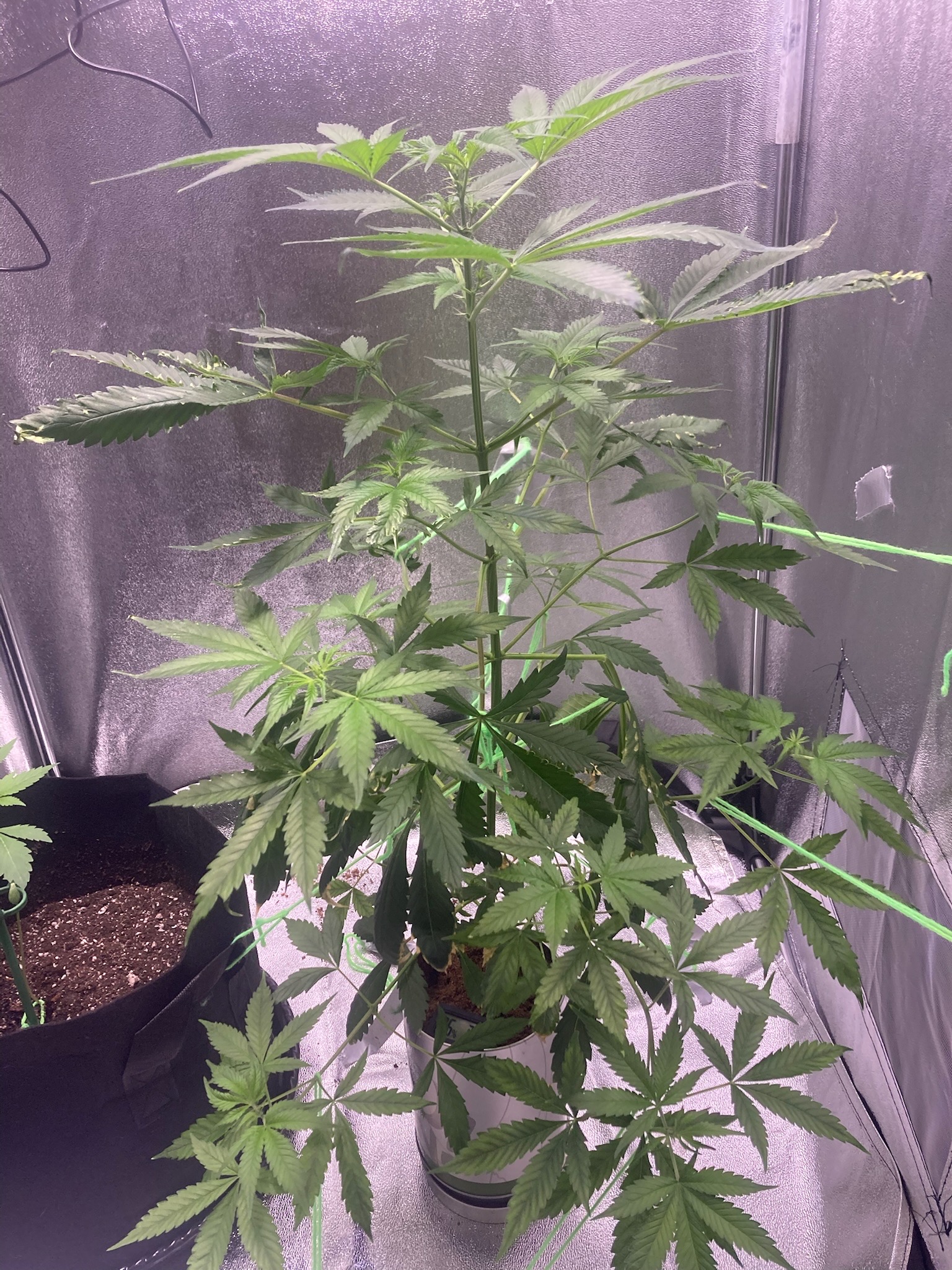 first time  — none, day 47
