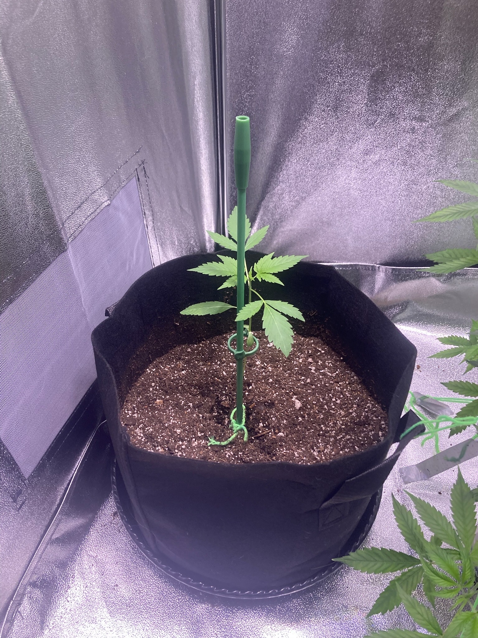 first time  — none, day 47