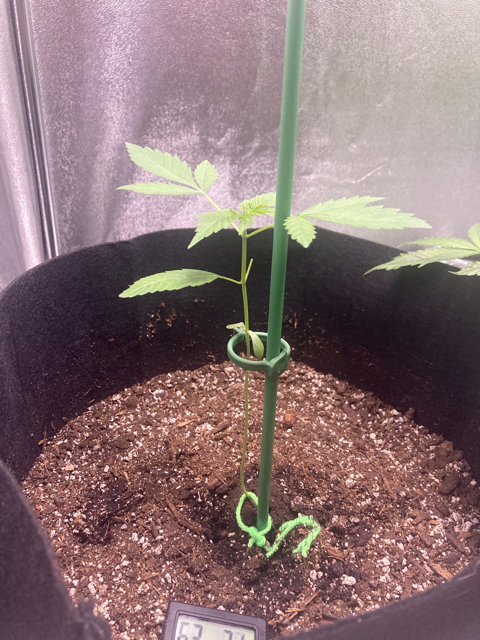 first time  — none, day 45