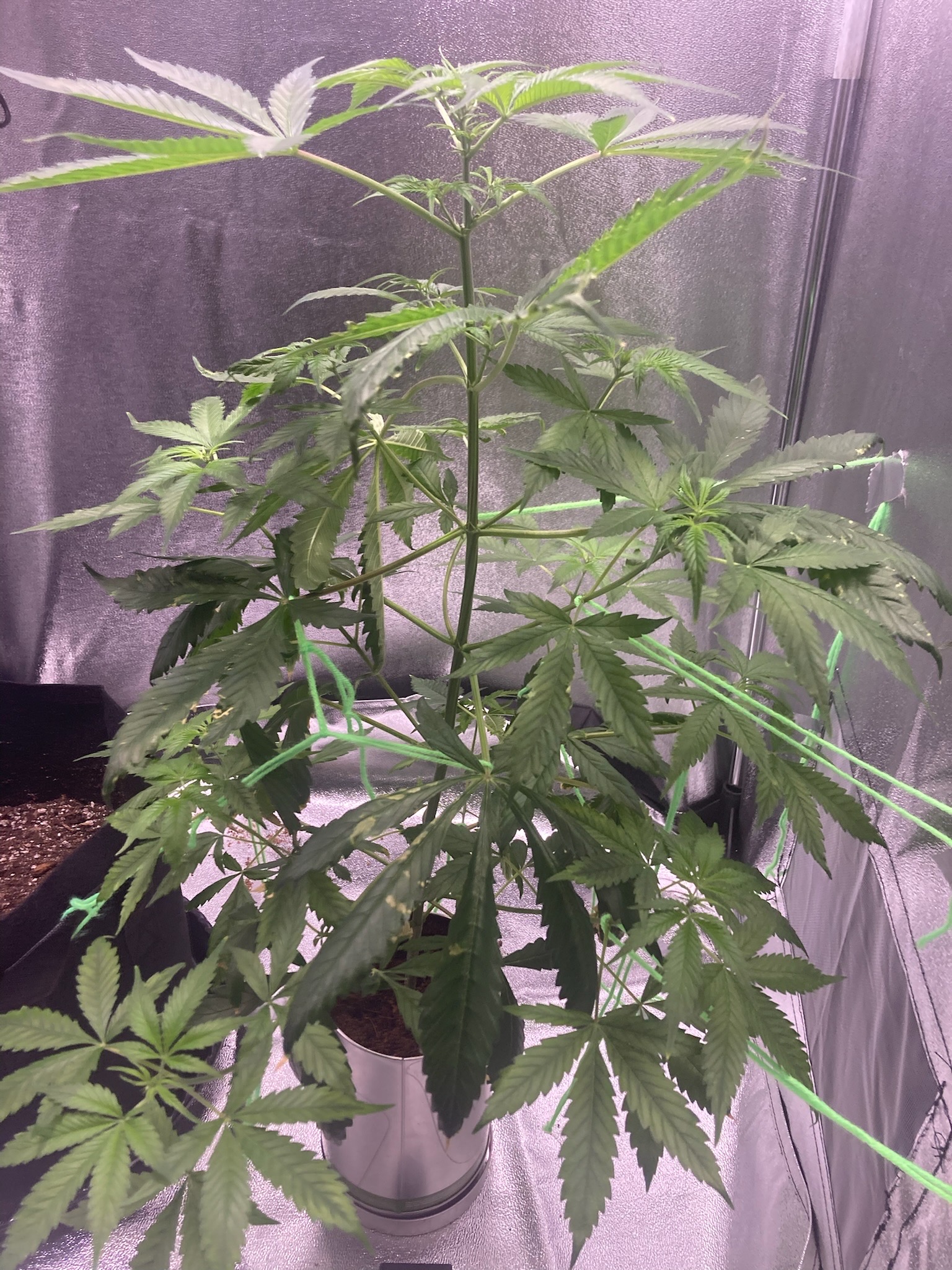 first time  — none, day 45