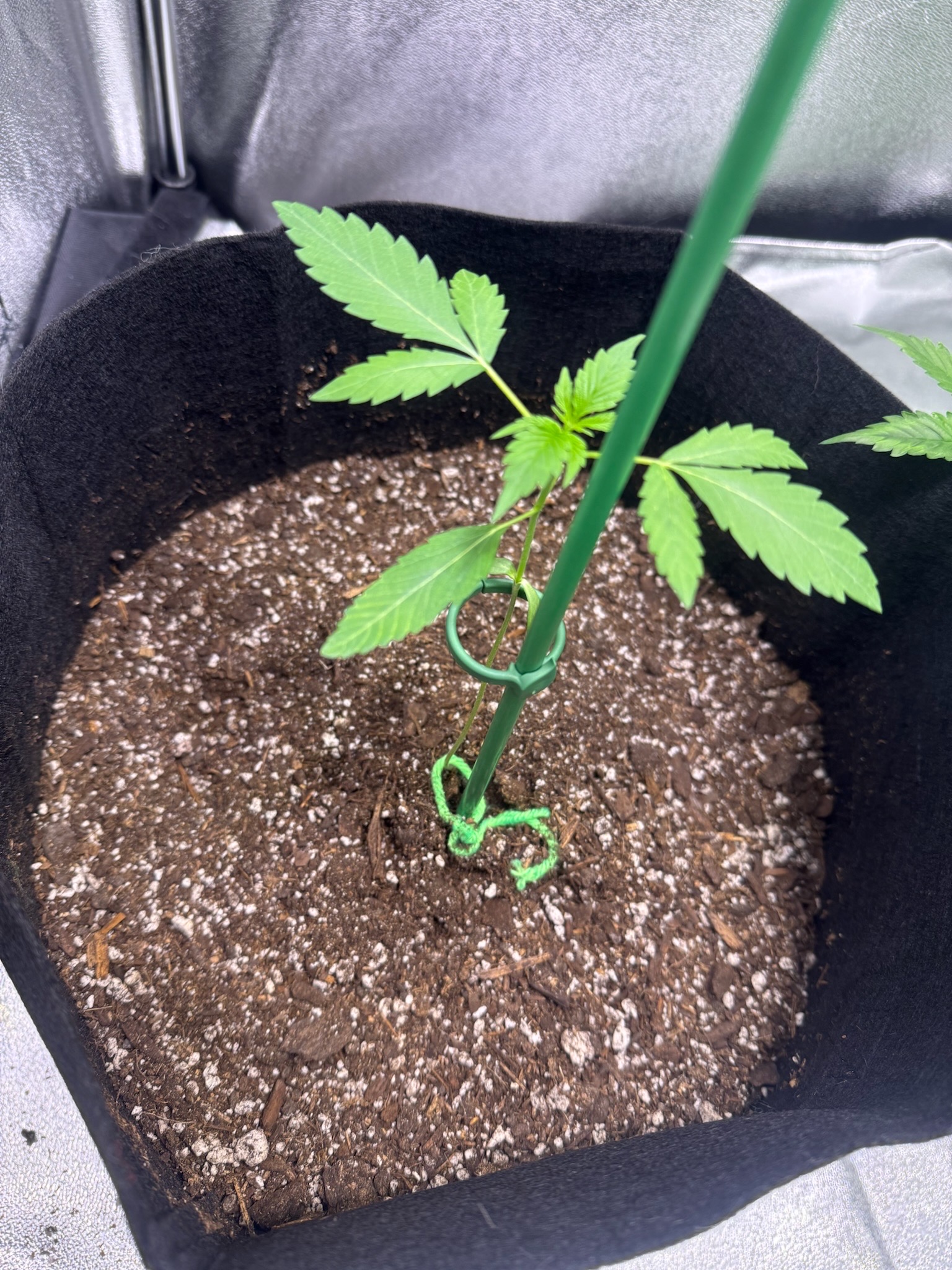 first time  — none, day 44