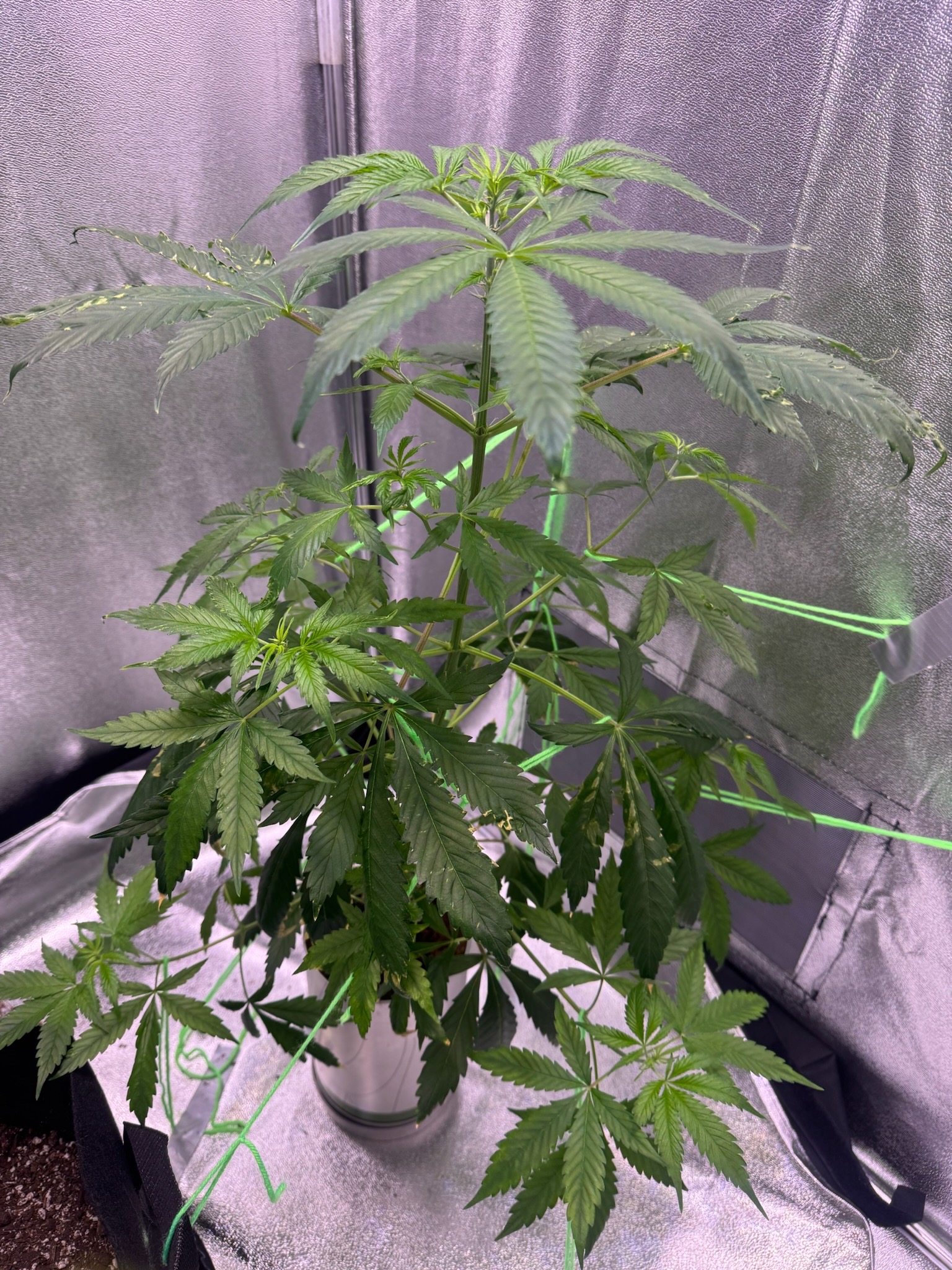 first time  — none, day 44