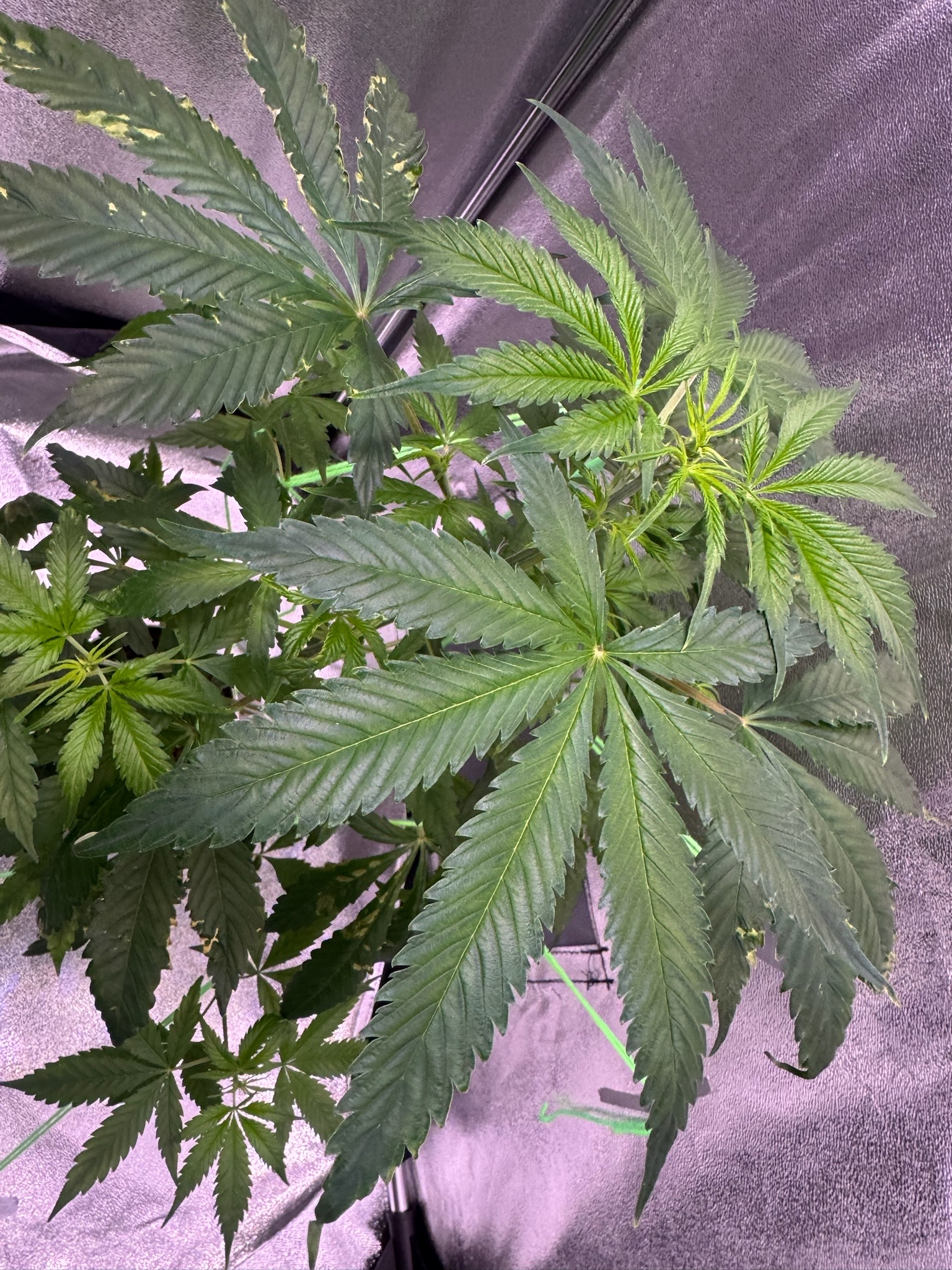 first time  — none, day 44