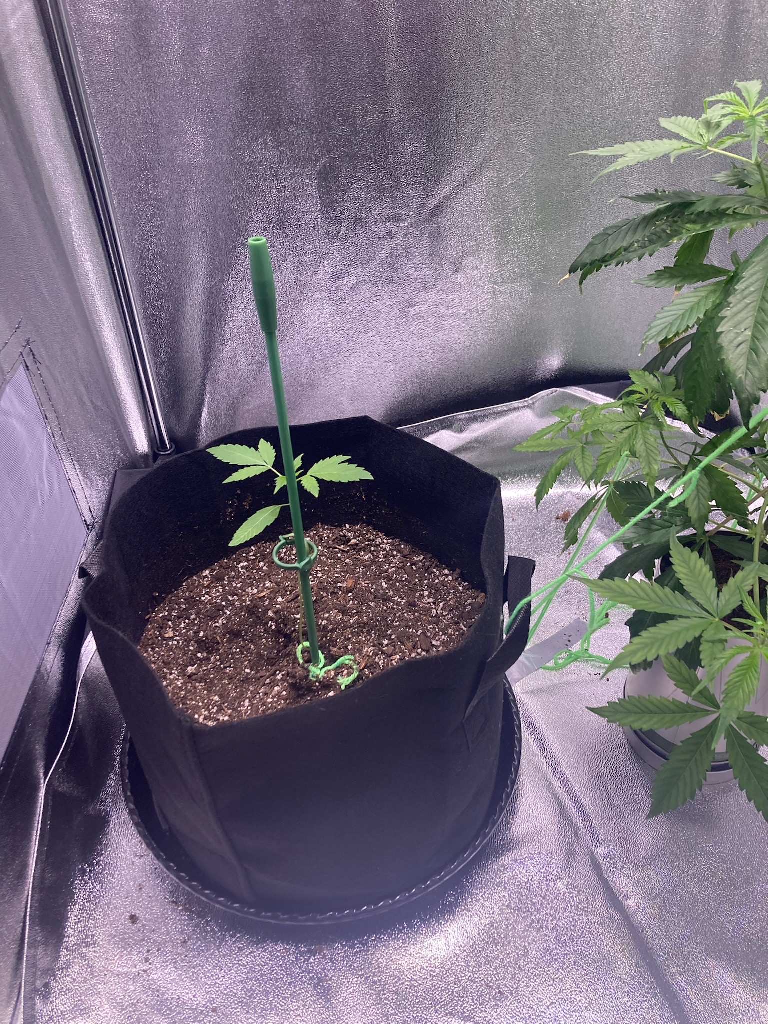 first time  — none, day 43