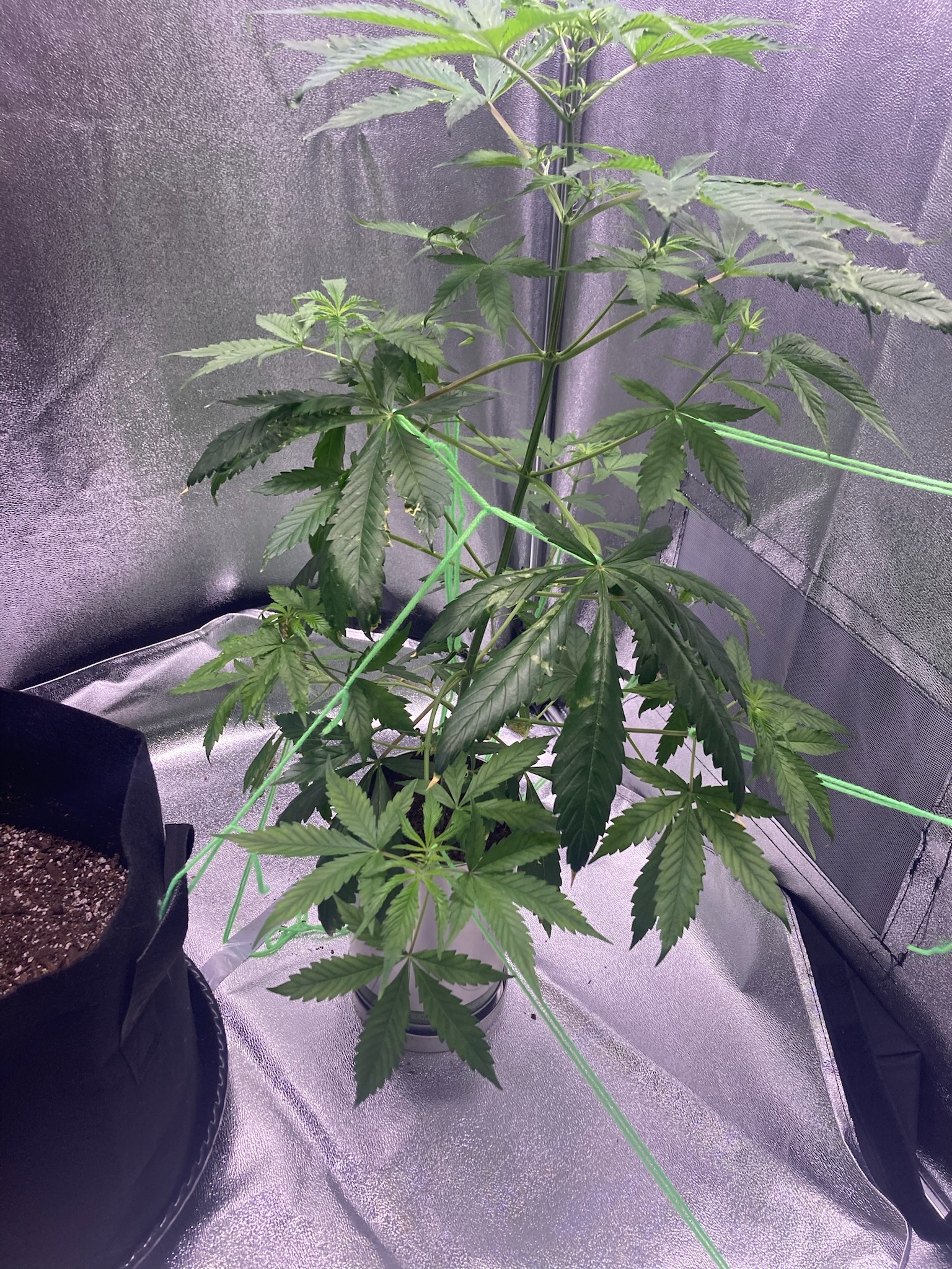 first time  — none, day 43