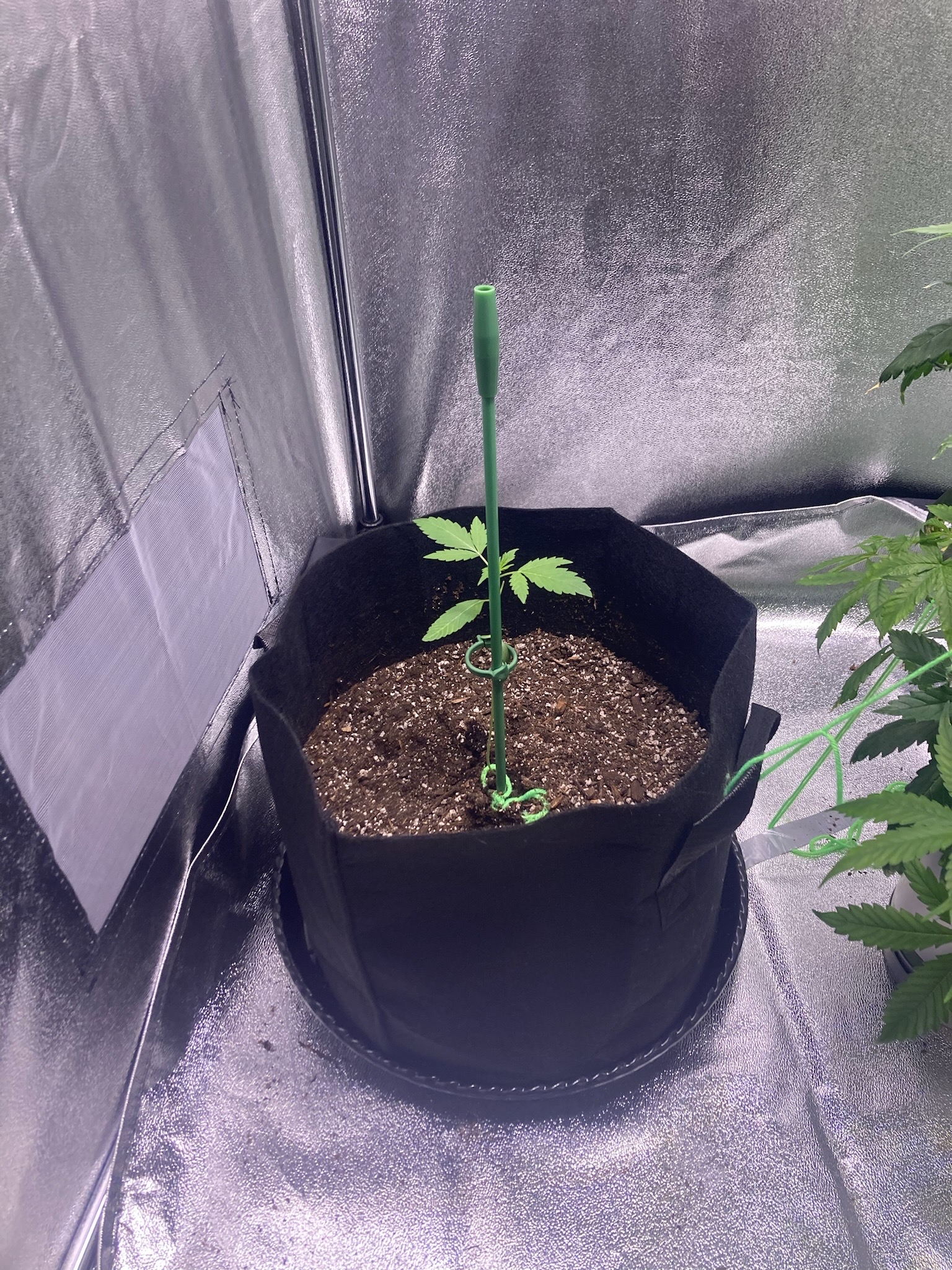 first time  — none, day 42