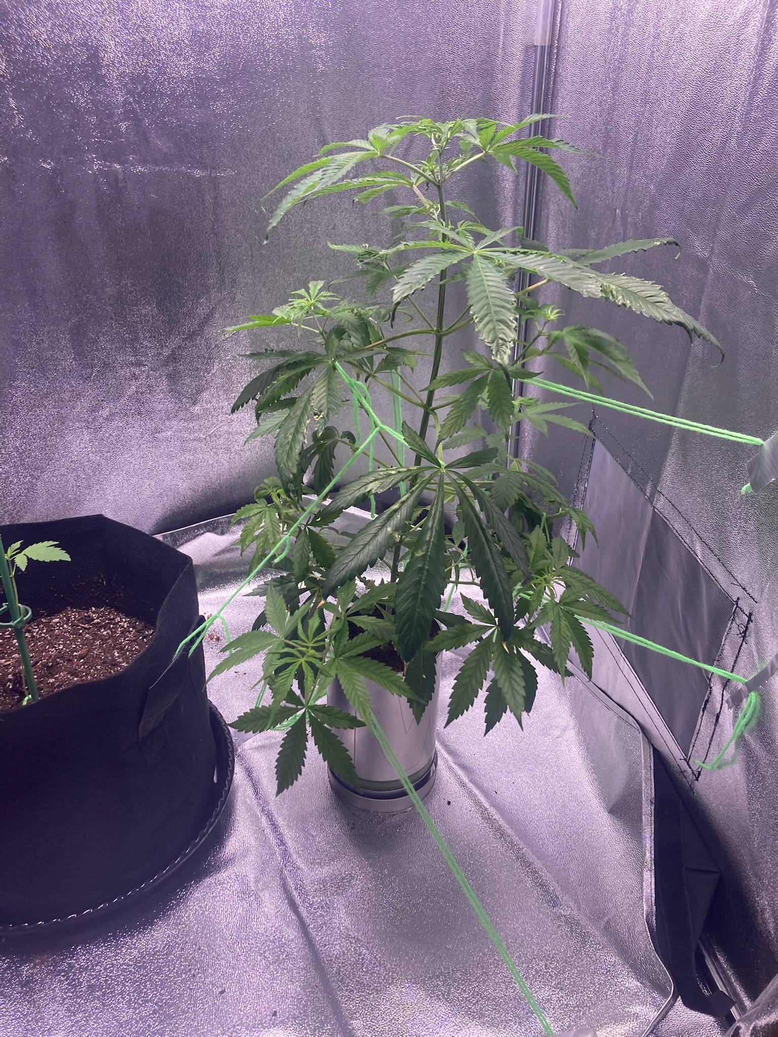 first time  — none, day 42