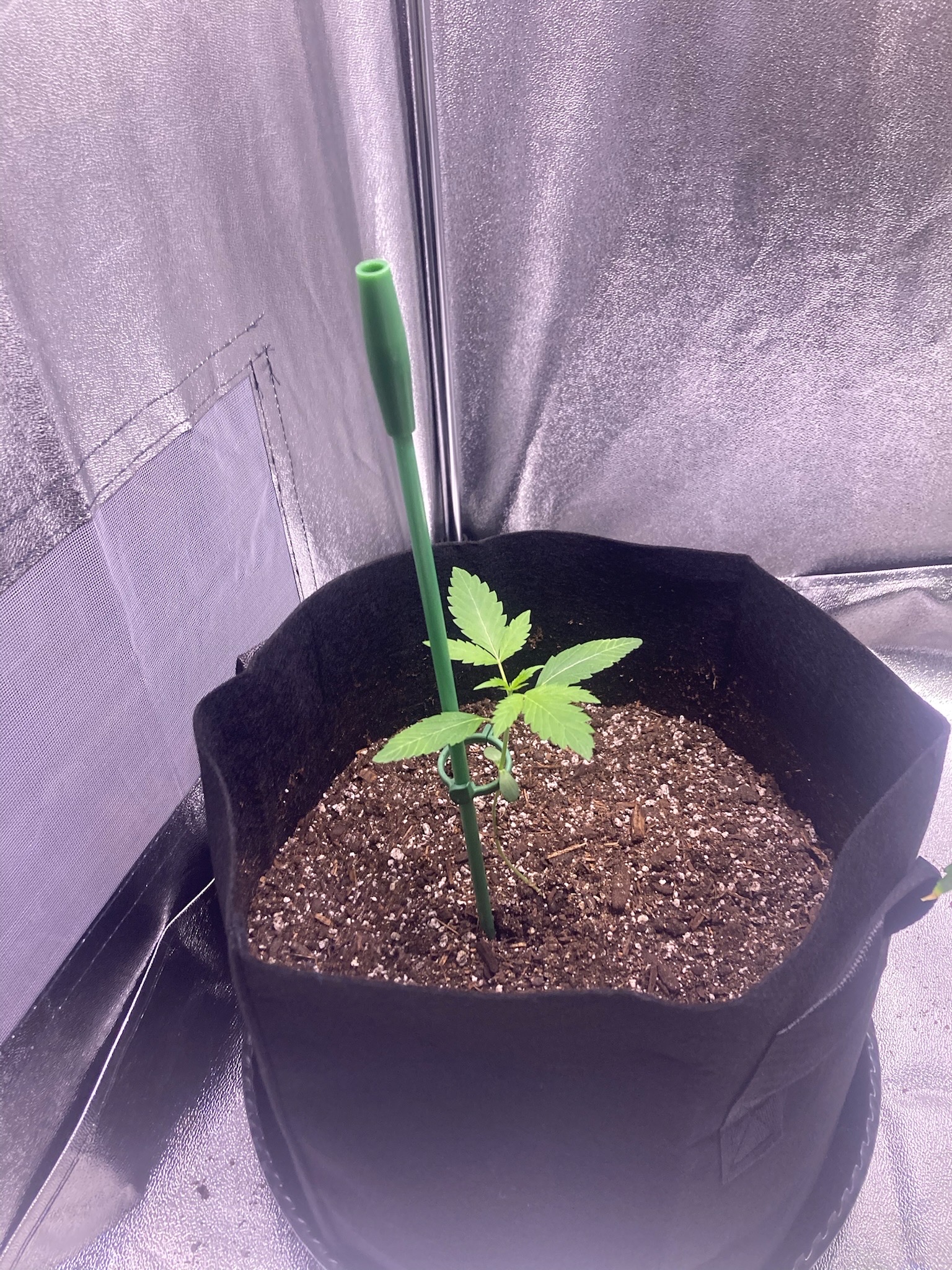 first time  — none, day 41