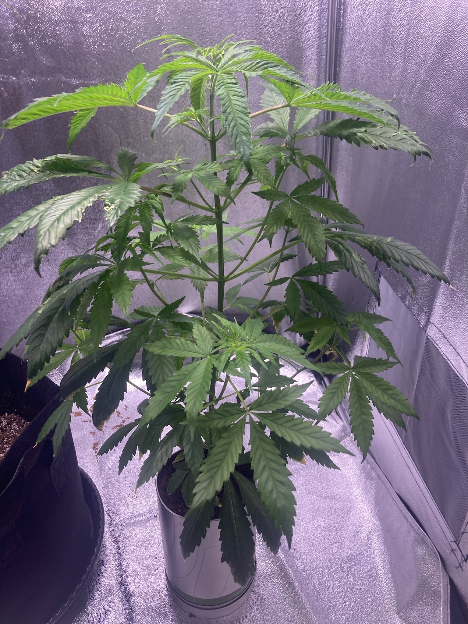 first time  — none, day 41