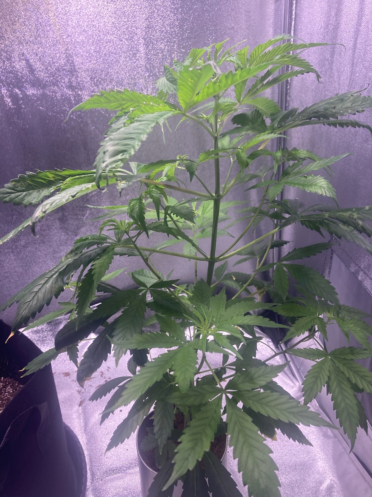 first time  — none, day 41