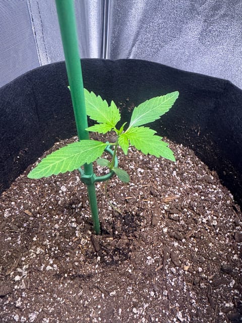 first time  — none, day 39