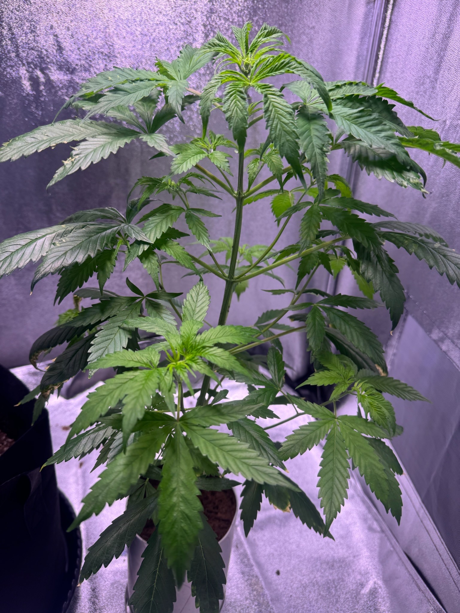 first time  — none, day 39