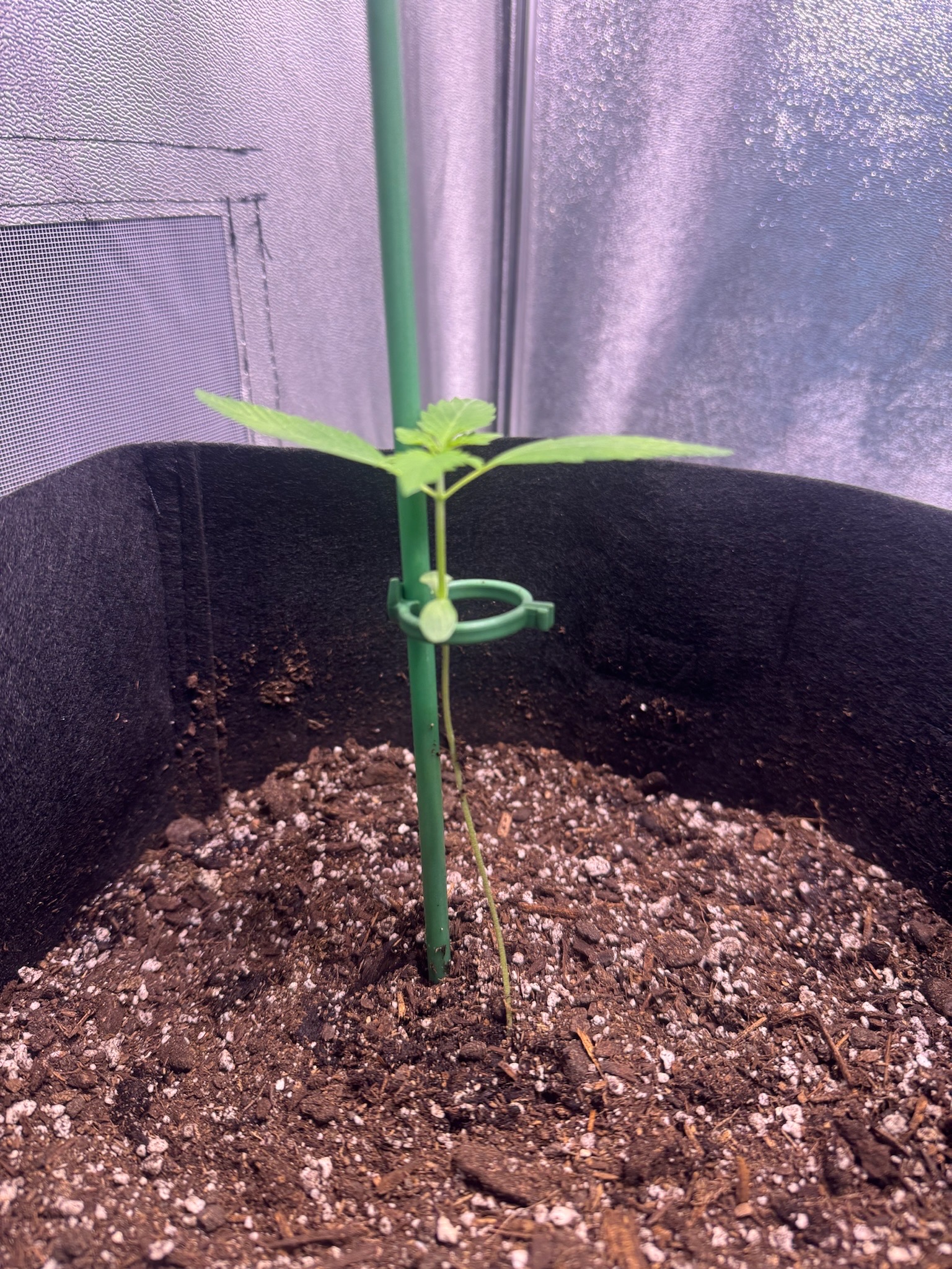 first time  — none, day 38