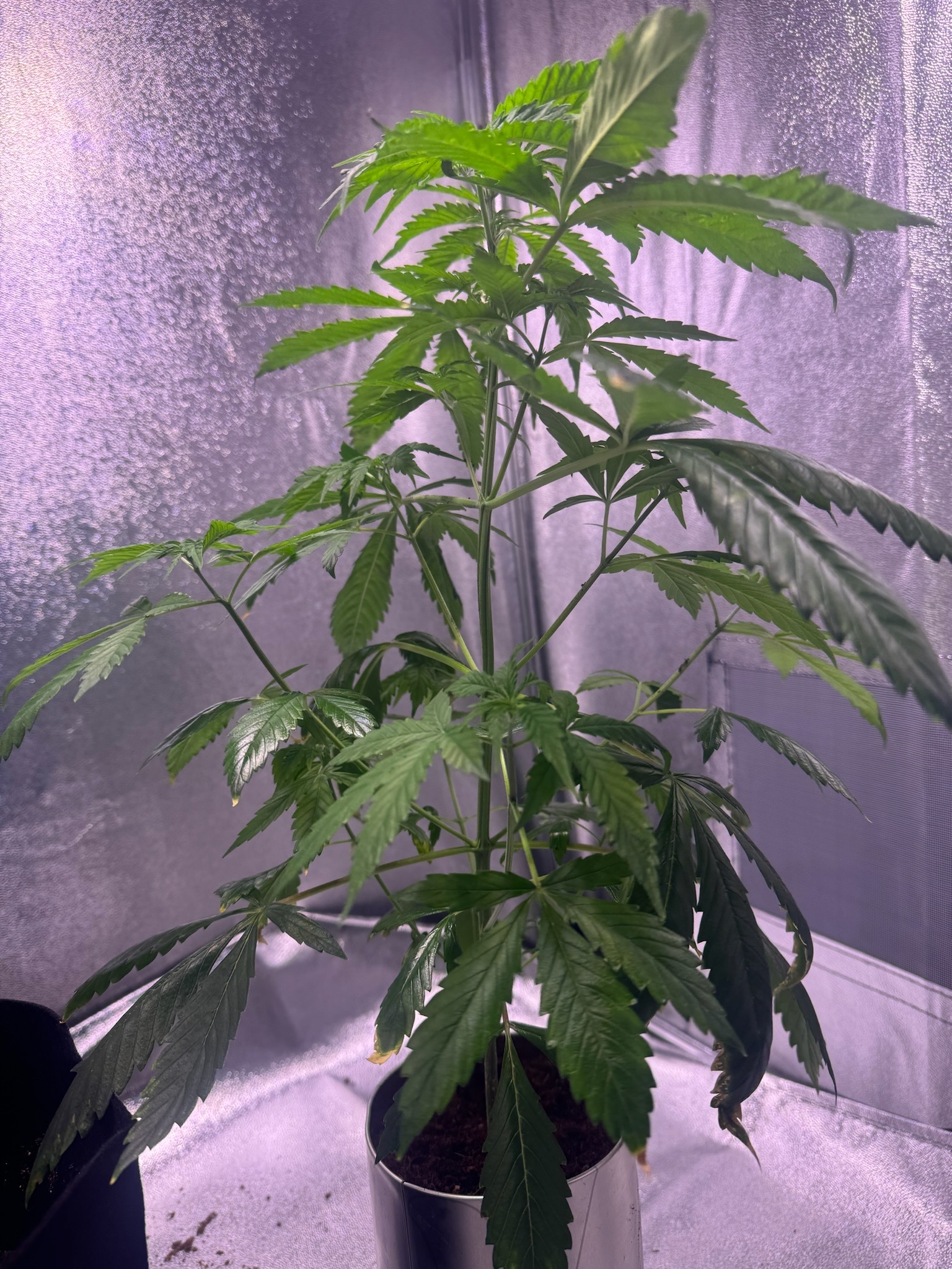 first time  — none, day 38