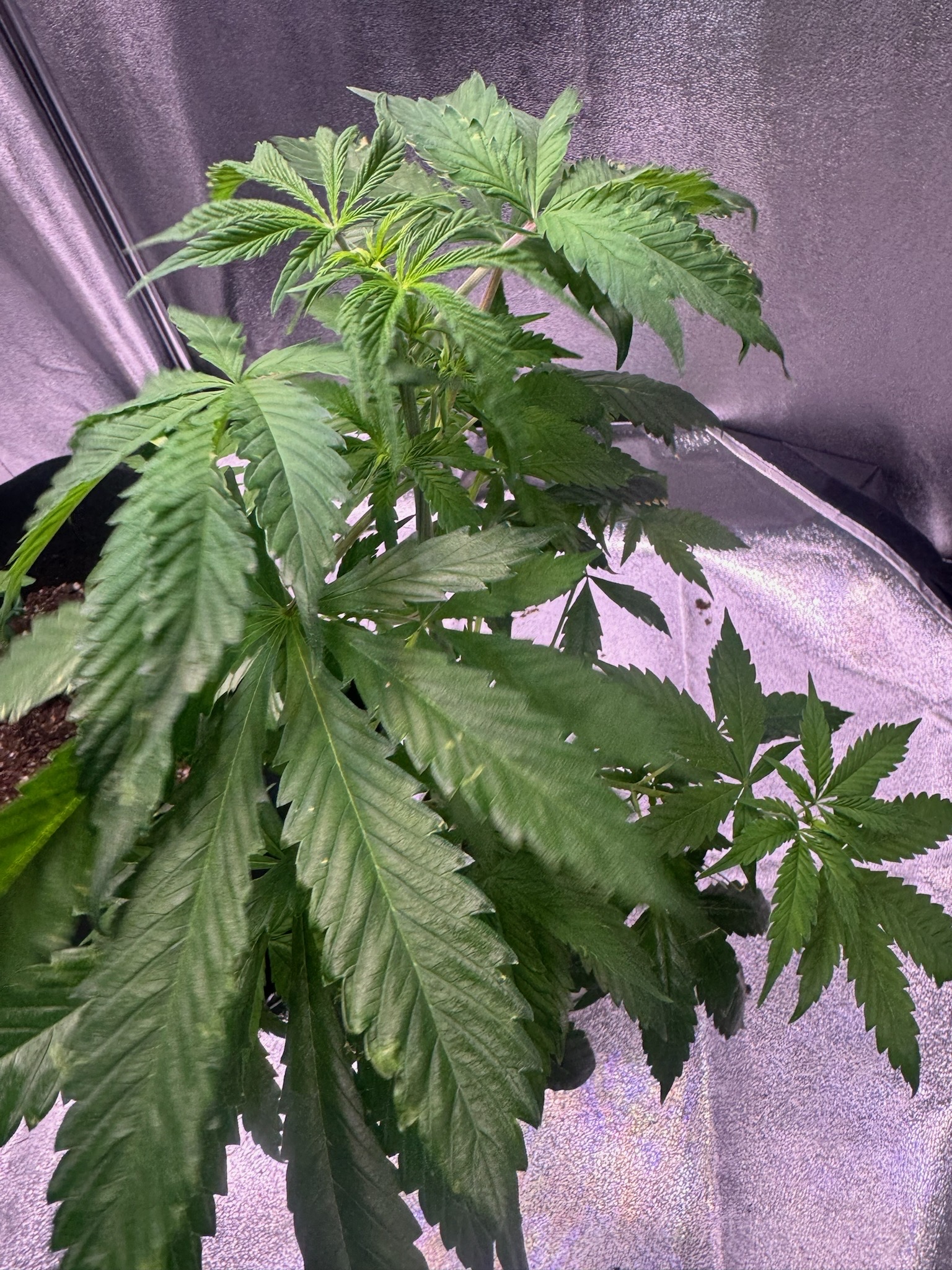 first time  — none, day 38