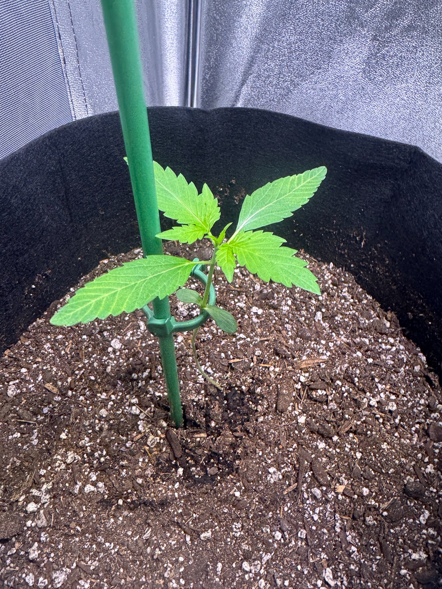 first time  — none, day 37