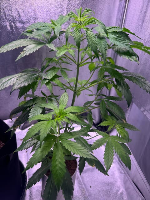 first time  — none, day 37