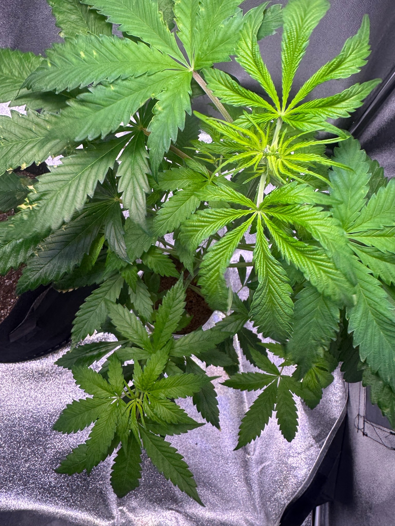 first time  — none, day 37