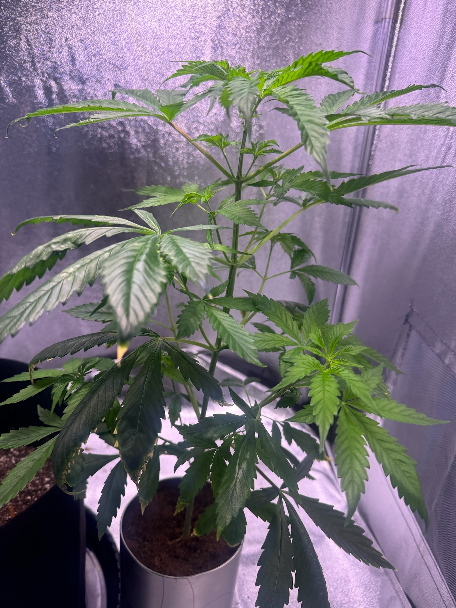 first time  — none, day 36