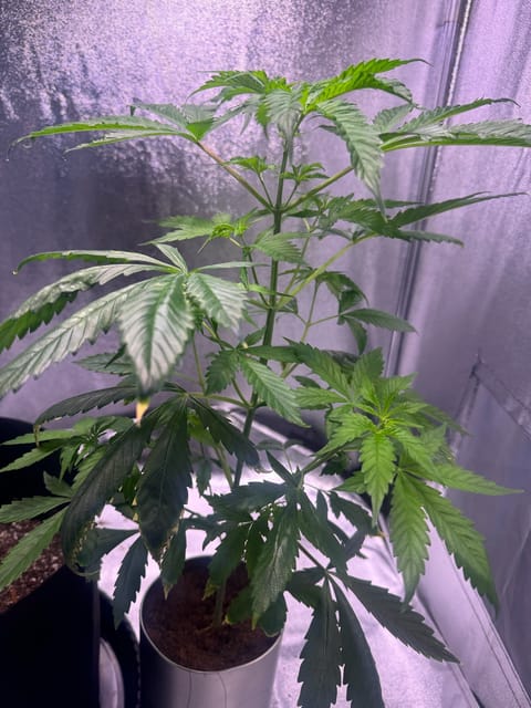 first time  — none, day 36