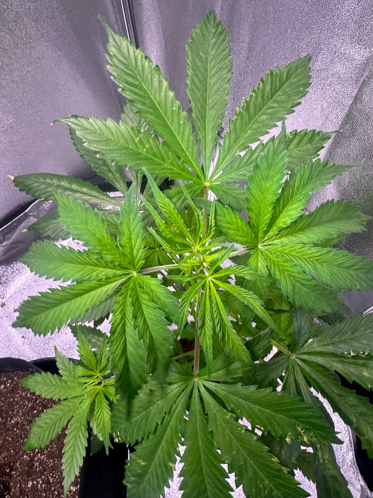 first time  — none, day 36