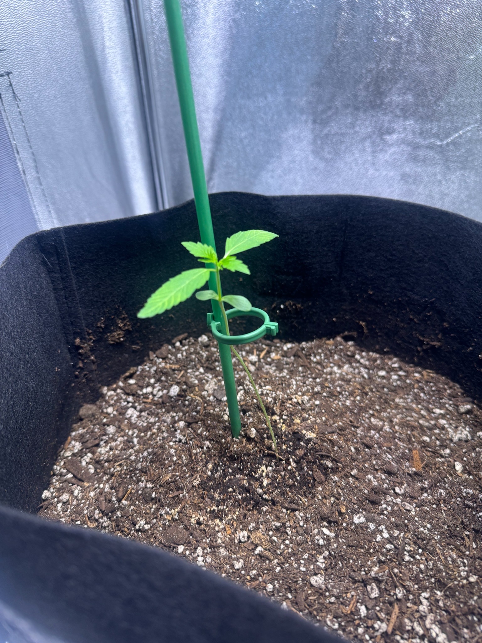 first time  — none, day 36